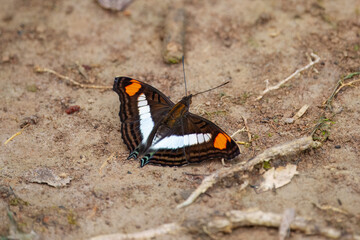 Doxocopa laure, the silver emperor, is a species of butterfly of the family Nymphalidae. 