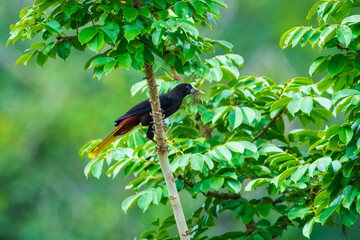 Yellow-rumped Cacique (Amazonian) Cacicus cela cela, at the nest. perched in a tree in the Cuyabeno Wildlife Reserve, outside of Lago Agrio, Ecuador