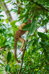 White-fronted Capuchin monkey perched on a sturdy branch amidst the dense, vibrant green foliage of a tropical forest.