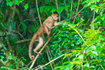 White-fronted Capuchin monkey perched on a sturdy branch amidst the dense, vibrant green foliage of a tropical forest.