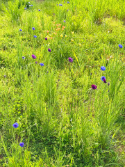 草原に咲く花たち