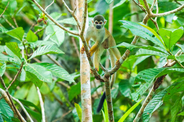 Squirrel Monkey, likely a Common or Central American species, perched upright on a tree branch amidst dense green foliage in a rainforest environment. 