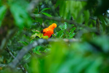 Andean Cock-of-the-rock (Rupicola peruvianus), a vibrant orange bird with black wings, perched on a moss-covered branch. 