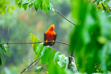 Andean Cock-of-the-rock (Rupicola peruvianus), a vibrant orange bird with black wings, perched on a moss-covered branch. 