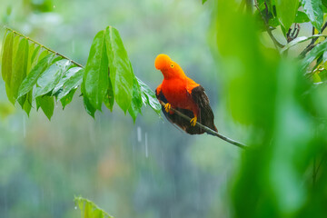 Andean Cock-of-the-rock (Rupicola peruvianus), a vibrant orange bird with black wings, perched on a moss-covered branch. 