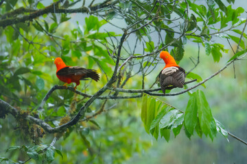 Andean Cock-of-the-rock (Rupicola peruvianus), a vibrant orange bird with black wings, perched on a moss-covered branch. 