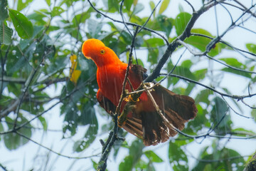 Andean Cock-of-the-rock (Rupicola peruvianus), a vibrant orange bird with black wings, perched on a moss-covered branch. 