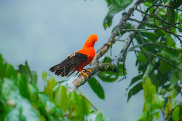 Andean Cock-of-the-rock (Rupicola peruvianus), a vibrant orange bird with black wings, perched on a moss-covered branch. 