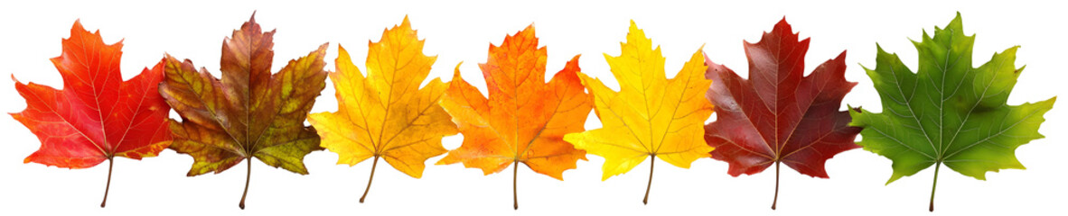 Obraz premium Colorful Autumn Leaves Transition on a Black Background Displaying Seasonal Change