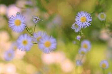 Close-up, soft-focus shot of several small, delicate, daisy-like flowers. these flowers are Philadelphia Fleabane (Erigeron annuus).