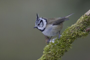 The Crested Tit (Lophophanes cristatus) is a charming and distinctive small passerine bird belonging to the tit family. Its most striking feature, and what gives it its name, is erectile crest on head