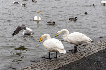 Reykjavik cityscape IcelandT he city hall is located in downtown Reykjavik, next to the gorgeous Tjörnin pond. with many birds 