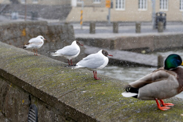 Reykjavik cityscape IcelandT he city hall is located in downtown Reykjavik, next to the gorgeous Tjörnin pond. with many birds 