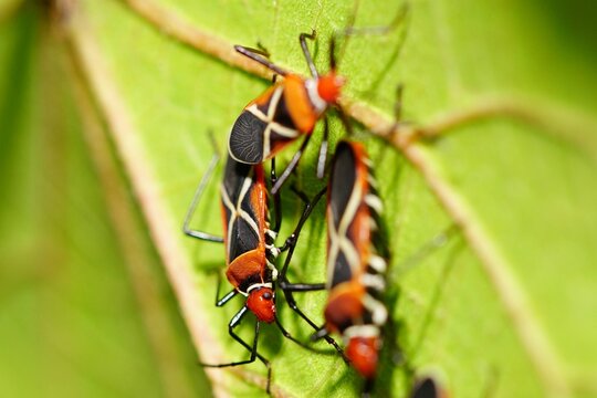 Cotton stainer bugs on and beneath the leaf
