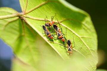Cotton stainer bugs on and beneath the leaf