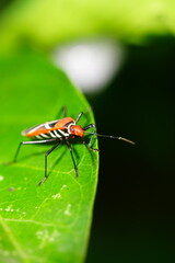 Naklejka premium Cotton stainer bugs on and beneath the leaf