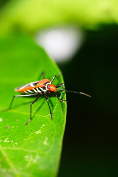 Cotton stainer bugs on and beneath the leaf