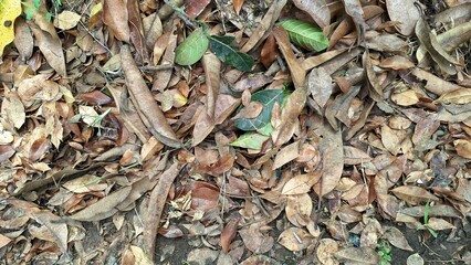 A detailed texture of dry, brown fallen leaves scattered across the ground, forming a natural...