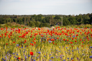  Bright red poppy flower blooming next to golden wheat ears on a vibrant field with purple wildflowers in soft sunlight. Natural rural summer scene.