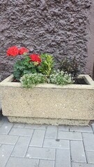 city, summer, greenery, trees, flowers, leaves, grass, sunny day