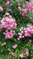 city, summer, greenery, trees, flowers, leaves, grass, sunny day