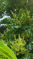 city, summer, greenery, trees, flowers, leaves, grass, sunny day