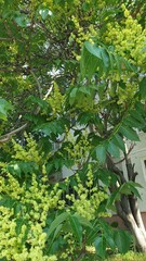 city, summer, greenery, trees, flowers, leaves, grass, sunny day