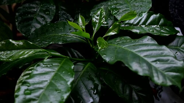 梅雨の雨の日に新緑の葉に雨粒をのせているコーヒーとパキラの葉_hs_24fps