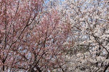 Two different types of cherry blossoms blooming in spring background. 