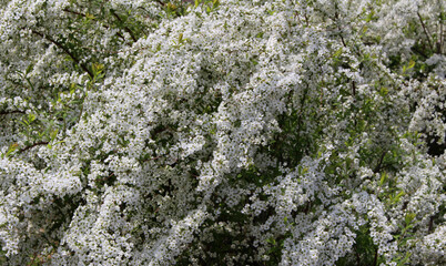 Blooming white spirea (Spiraea thunbergii), a spreading shrub with small white flowers in a spring garden background.