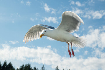 Side profile shot of a seagull with wings outstretched in the shape of a heart with light clouds in the background. Shot in Seattle, Washington.