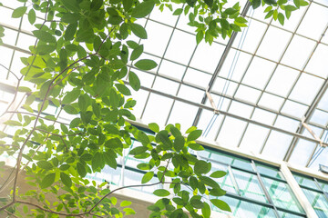 Green plant indoor office with glass roof, Eco building ozone tree air refresh zero carbon footprint