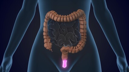 The Anal Canal is a section of the large intestine