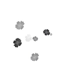 flower without color