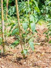 Young pepper plant supported by bamboo stakes.