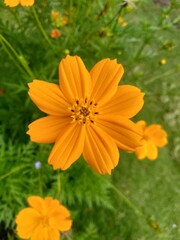 yellow flower in the garden