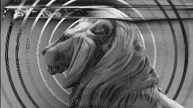 Close in on the head of a Lion with a distorted modulation effect.