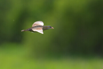 Corn crake in flight