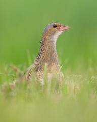 Common crake portrait at summer