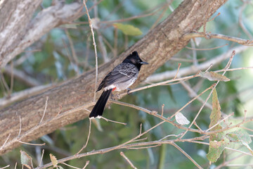 red vented bulbul on the branch