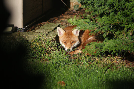 Red fox (Vulpes vulpes) curled up, resting in the sunshine under a tree in the garden