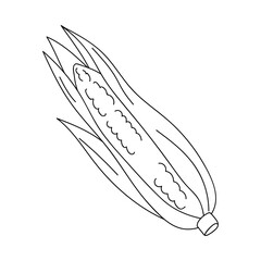 Corn on the cob with husk displayed prominently on a white background during a summer harvest season