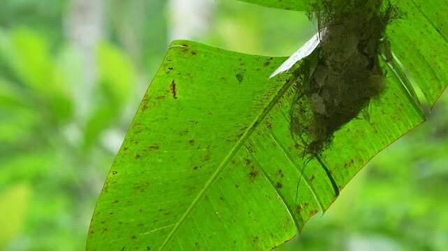 likely belonging to a Little Spiderhunter, cleverly suspended from a large green leaf, possibly a banana leaf. hanging nest