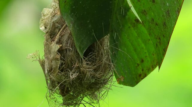 hanging nest, likely belonging to a Little Spiderhunter, cleverly suspended from a large green leaf, possibly a banana leaf