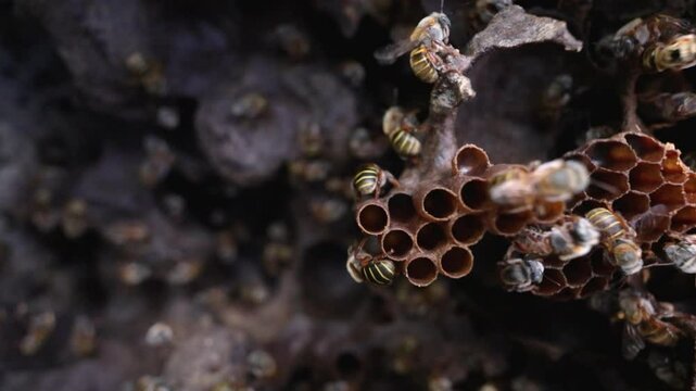 Rule-of-thirds macro shot in 4 K: crisp honeycomb and melipona activity occupy the right side, leaving negative space left for text or graphics. Soft bokeh reveals deeper hive layers.