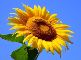 A wide shot of sunflower with clear sky background