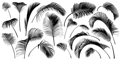 The black branches of the palm tree isolated on a white background. Desert and tropical houseplants. 
