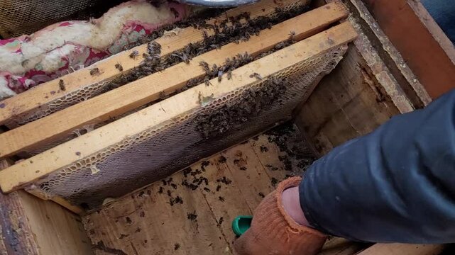 A beekeeper is inspecting a bee hive with honeycombs in the fall to prepare for winter and remove dead bees from the bottom of the hive using different tools and a brush to clean the hive