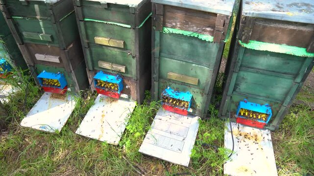 Green beehives with bees in the forest collecting canola and acacia honey during the day, wide shot, outdoor