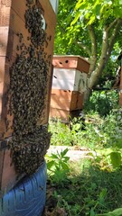 A large swarm of honeybees cluster under a wooden beehive in a backyard garden, with some bees...